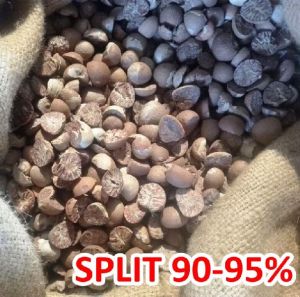 Betel Nuts Indonesian Origin By Sudiartono Hakim