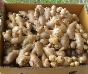 Indonesian Ginger (Washed and Unwashed) Indonesian Ginger (Washed and Unwashed)