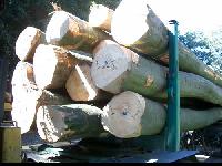 Beech Wood Logs