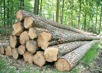 PW-005 Pine Wood Logs