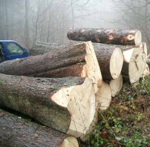 SW-005 Cheap Spruce Wood Logs