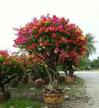 bougainvillea plant