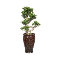 EXCLUSIVE 15 YEARS OLD S-SHAPED FICUS BONSAI PLANT