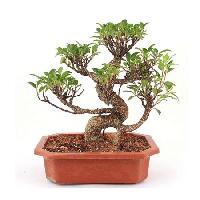 S shape ficus 5 years old