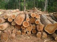 Timber Logs (001)