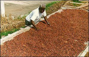 Cocoa Beans Seed