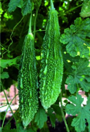 Hybrid Bitter Gourd