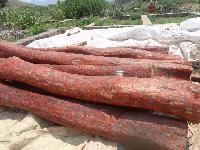 red sandalwood logs and living trees