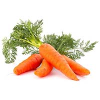 Fresh Carrot