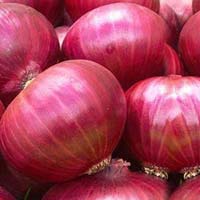 fresh red onion