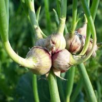 Fresh Egyptian Walking Onion
