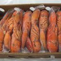 Seafood Frozen Lobster