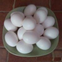 Chicken Broiler Hatching(Ross/Cobb) &amp;amp; Table Eggs Grade A