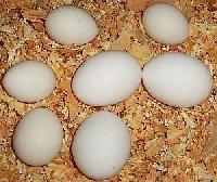 Chicken Hatching Eggs supply