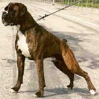 Boxer Dog