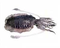 Cuttle Fish (Sepia SPP.)