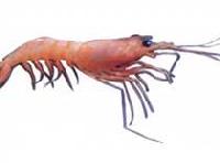 Deep Sea Shrimp (Solenocera Sp.)