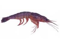 Marine Shrimp (Parapenaeopsis Stylifera)