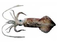 Squid (Loligo Duvaucelii)
