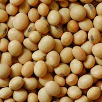 soybeans