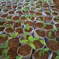 Salacia Seedlings