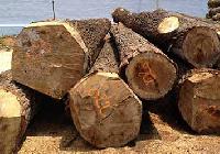 Poplar Wood Logs