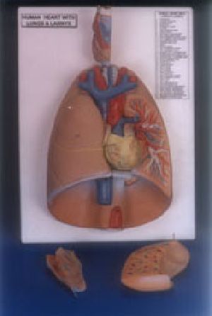HUMAN HEART AND LUNGS Model