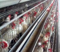poultry cages