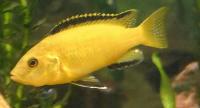 Cichlids Fish