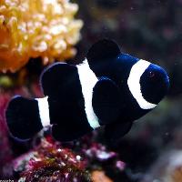 Marine Clownfish