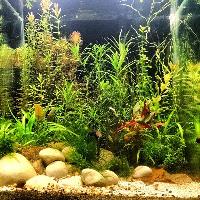 Why Gravel or Substrate Is Necessary for an Aquarium