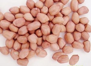 Homegrown Fresh Peanuts With Non-pollution Non Aflatoxin Content For S