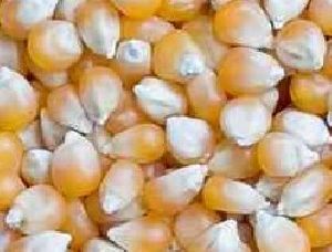 CORN GRIT (CRACKED CORN)