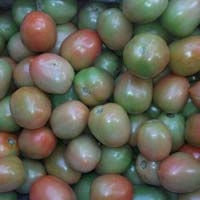 Export quality Green Tomato