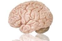 Human Brain Model