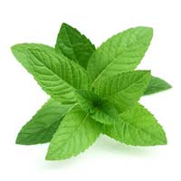 Fresh Mint Leaves