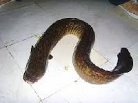 Eel Fish Frozen 12-36 Inches, Weight : 0.5-2 Pounds