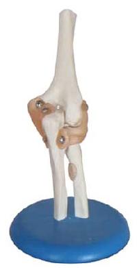 Elbow Joint