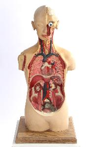 laboratory anatomical models