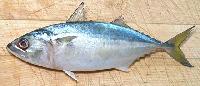 indian mackerel