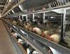 Poultry Layer Cage
