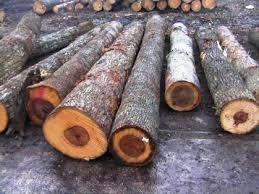 Timber Logs