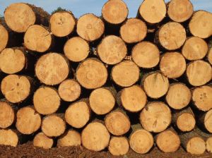 Pine Wood Logs,  Material : Cherry Wood
