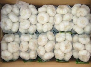 Fresh White Garlic