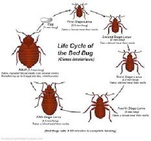 Bed Bug Control Treatment Services