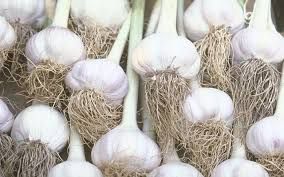 Garlic