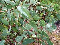 Eucalyptus Plant In Lucknow