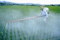 Chemical Pesticides