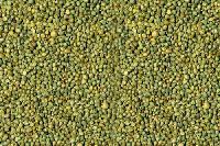 Green Millet Seeds