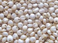 White Sorghum Seeds